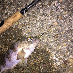 ライトゲーム釣行